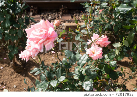 Rose Variety Name Princess Aiko 72017952