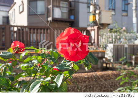 Rose variety name La Sevillana 72017953