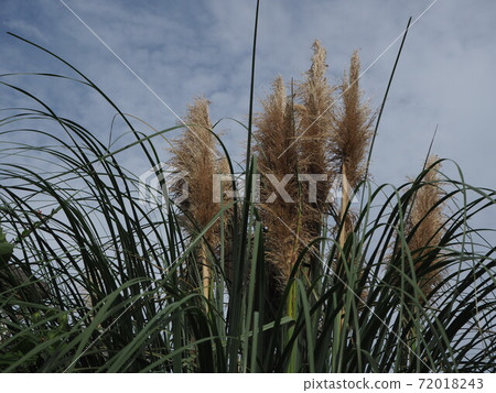 Pampasgrass Pampasgrass 72018243