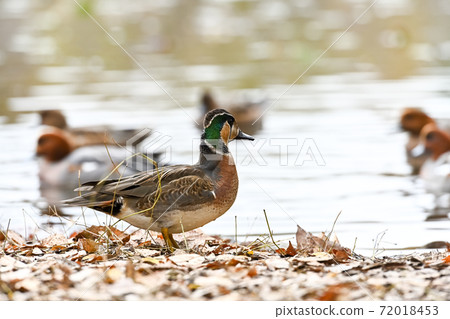 Waterfowl, Anatidae, Anas, Baikal teal Waterfowl, Anatidae, Anas, Baikal teal 72018453