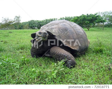 Galapagos Giant tortoise Galapagos Giant tortoise 72018771
