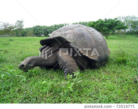 Galapagos Giant tortoise 72018775