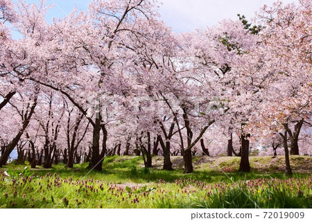 Sakura in full bloom Shinshu Sakura in full bloom Shinshu 72019009