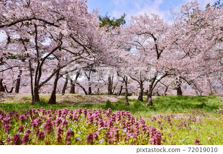 Sakura in full bloom Shinshu Sakura in full bloom Shinshu 72019010