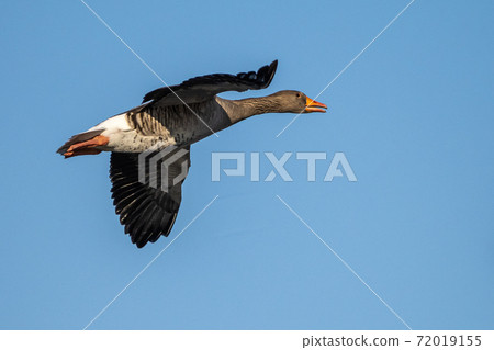 The flying greylag goose, Anser anser is a species of large goose 72019155