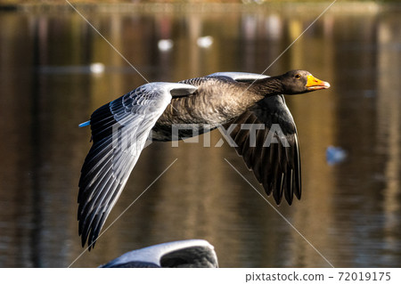 The flying greylag goose, Anser anser is a species of large goose The flying greylag goose, Anser anser is a species of large goose 72019175
