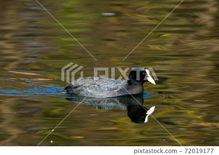 Common moorhen Gallinula chloropus also known as the waterhen or swamp chicken Common moorhen Gallinula chloropus also known as the waterhen or swamp chicken 72019177