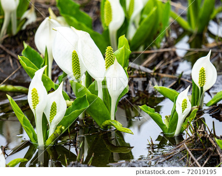 水在水邊開花 水在水邊開花 72019195
