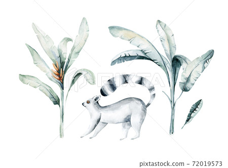 Watercolor illustration of a lemur in white background. Madagascar fauna zoo exotic lemurs animal. Tropical design poster Watercolor illustration of a lemur in white background. Madagascar fauna zoo exotic lemurs animal. Tropical design poster 72019573