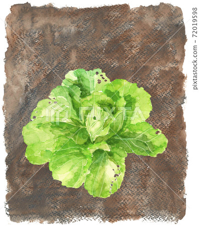 [Hand-painted watercolor] Chinese cabbage in the field Leafy vegetables Material Copy space available 72019598