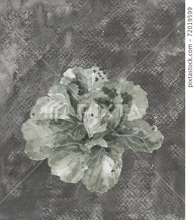 [Ink painting style hand-painted watercolor] Chinese cabbage Leaf vegetables Material Monotone White Back copy space available 72019599