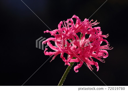 Diamond Lily Diamond Lily 72019780