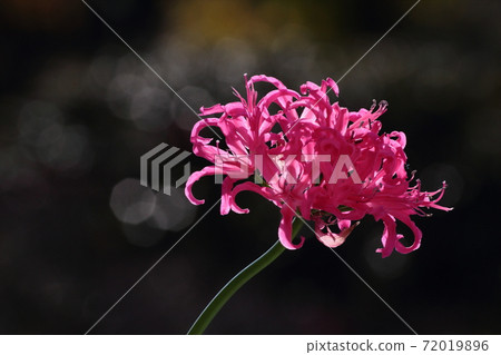 鑽石百合 72019896