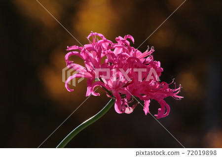 鑽石百合 72019898