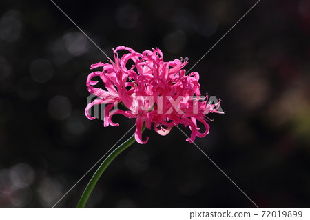 鑽石百合 72019899