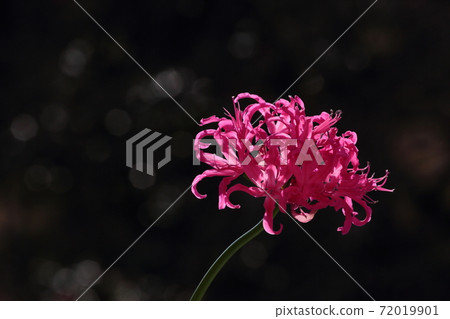 Diamond Lily Diamond Lily 72019901