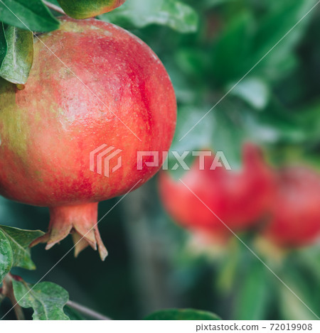 Organic pomegranate fruits on branch Organic pomegranate fruits on branch 72019908