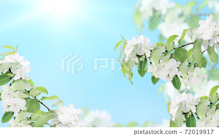 Horizontal banner with beautiful branches of apple tree with white flowers Horizontal banner with beautiful branches of apple tree with white flowers 72019917