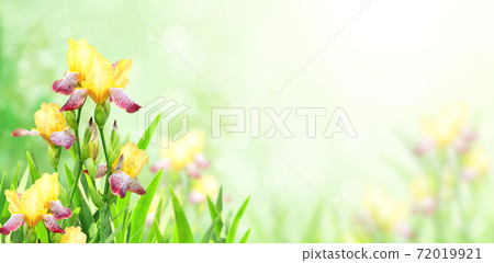 Iris flowers on sunny beautiful nature spring background 72019921