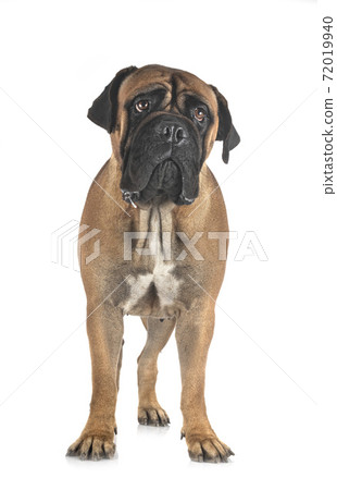 young bullmastiff in studio 72019940