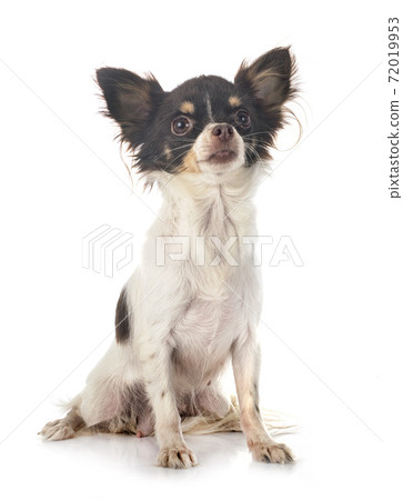 chihuahua in studio 72019953