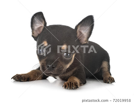 chihuahua in studio chihuahua in studio 72019958