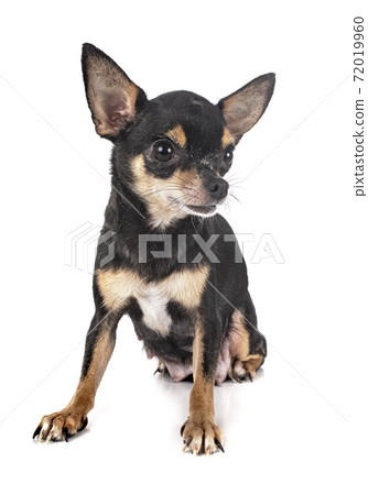 chihuahua in studio 72019960