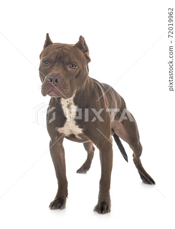 american pit bull terrier 72019962