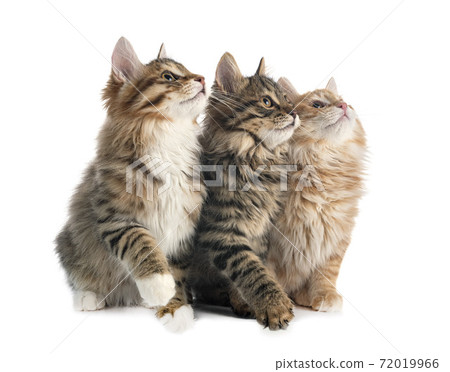 Kurilian Bobtails  in studio Kurilian Bobtails  in studio 72019966