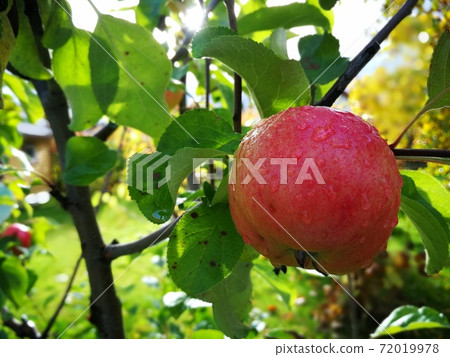 Apple tree with ripe fruits in autumn Apple tree with ripe fruits in autumn 72019978