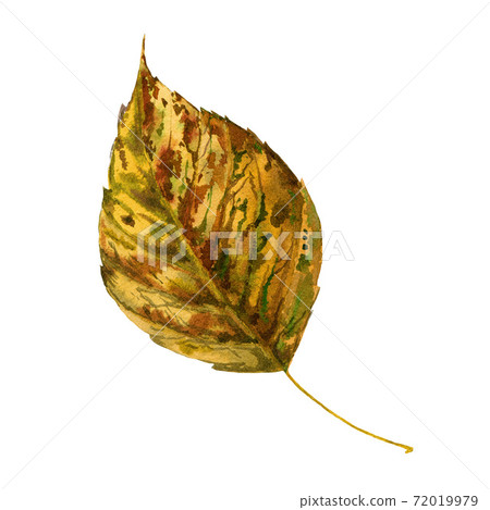 Poplar yellow autumn leaf watercolor image. 72019979