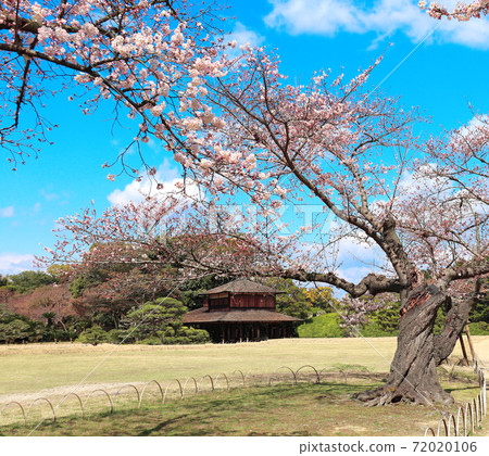 Sakura in Koishikawa Korakuen garden, Okayama, Japan Sakura in Koishikawa Korakuen garden, Okayama, Japan 72020106