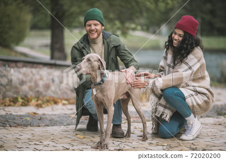 Smiling couple petting a dog while walking 72020200