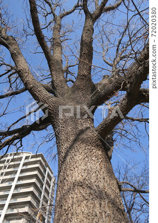 庫努吉和豪宅的死樹 72020380