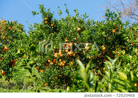 （靜岡縣）伊豆之國市小坂Mikan Garden的Mikan 72020468
