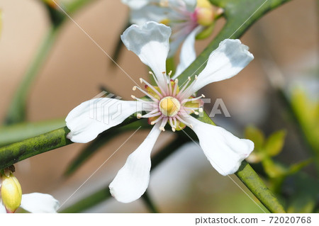 卡拉塔奇花 卡拉塔奇花 72020768