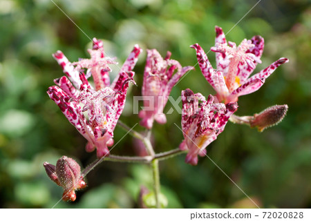 Flower of the Lesser Cuckoo (Mori) 02 72020828