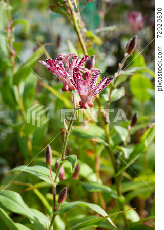 Flower of the Lesser Cuckoo (Mori) 04 Flower of the Lesser Cuckoo (Mori) 04 72020830