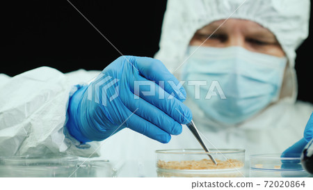 Scientist in the laboratory conducts experiments with maggots 72020864