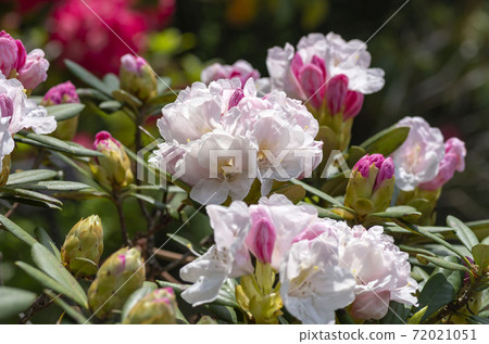 Rhododendron 72021051