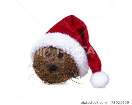 Coconut on white background 72021909