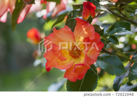 玫瑰 玫瑰 72022048