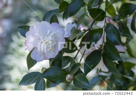 Sasanqua 72022443