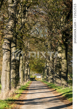 Road with trees Road with trees 72022515