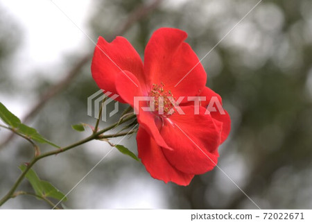 薩拉帶花瓣 薩拉帶花瓣 72022671