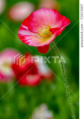 Poppy Poppy 72023007