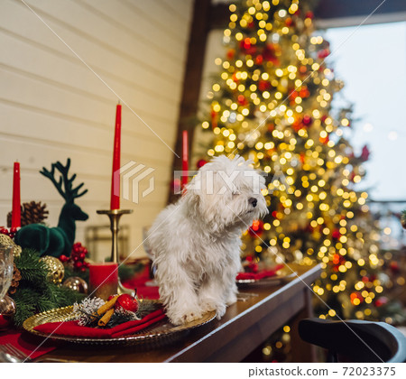 Small white terrier on a decorative christmas table Small white terrier on a decorative christmas table 72023375