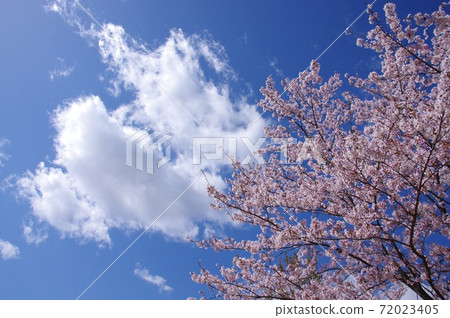 櫻花盛開，藍藍的天空 72023405