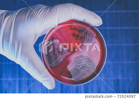 Pathological bacteria Pathological bacteria 72024097