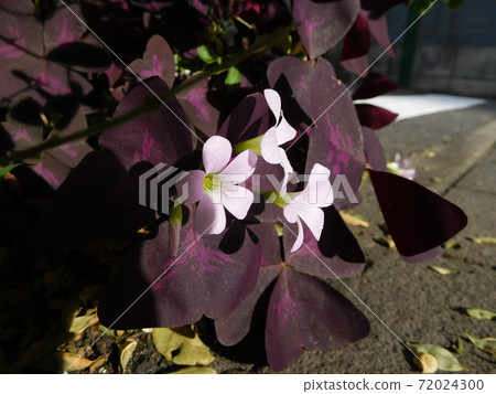 Oxalis triangula flowers Oxalis triangula flowers 72024300